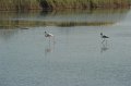 21.10.2012 Saline di Priolo (147)